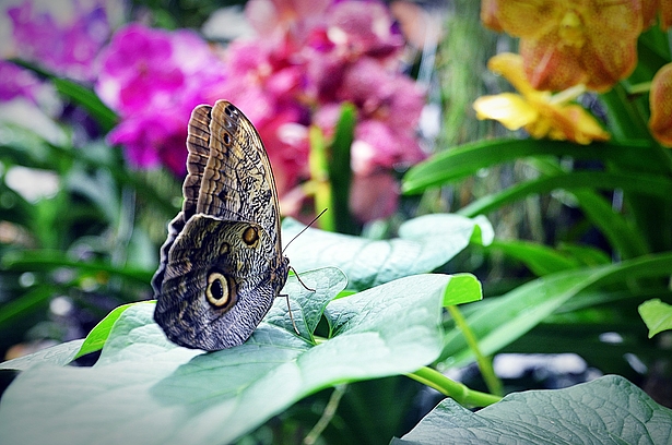 Führung zu Pflanzen und Tieren der Biosphäre Potsdam Führung in der Biosphäre Potsdam